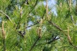 genus Pinus