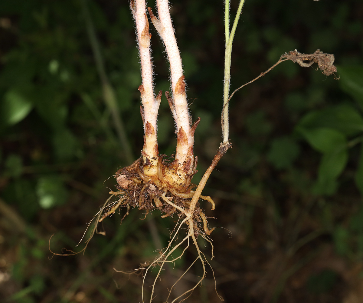 Image of Orobanche pubescens specimen.