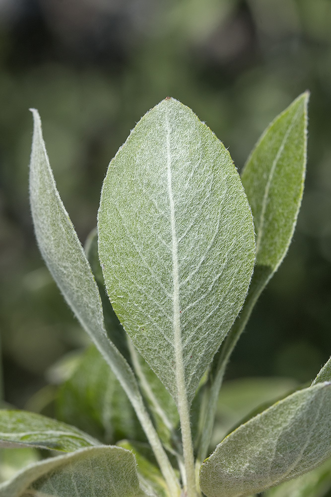 Изображение особи Pyrus elaeagrifolia.