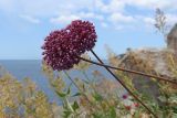 Allium ampeloprasum