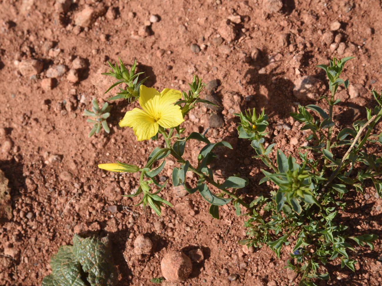 Изображение особи Linum mucronatum.