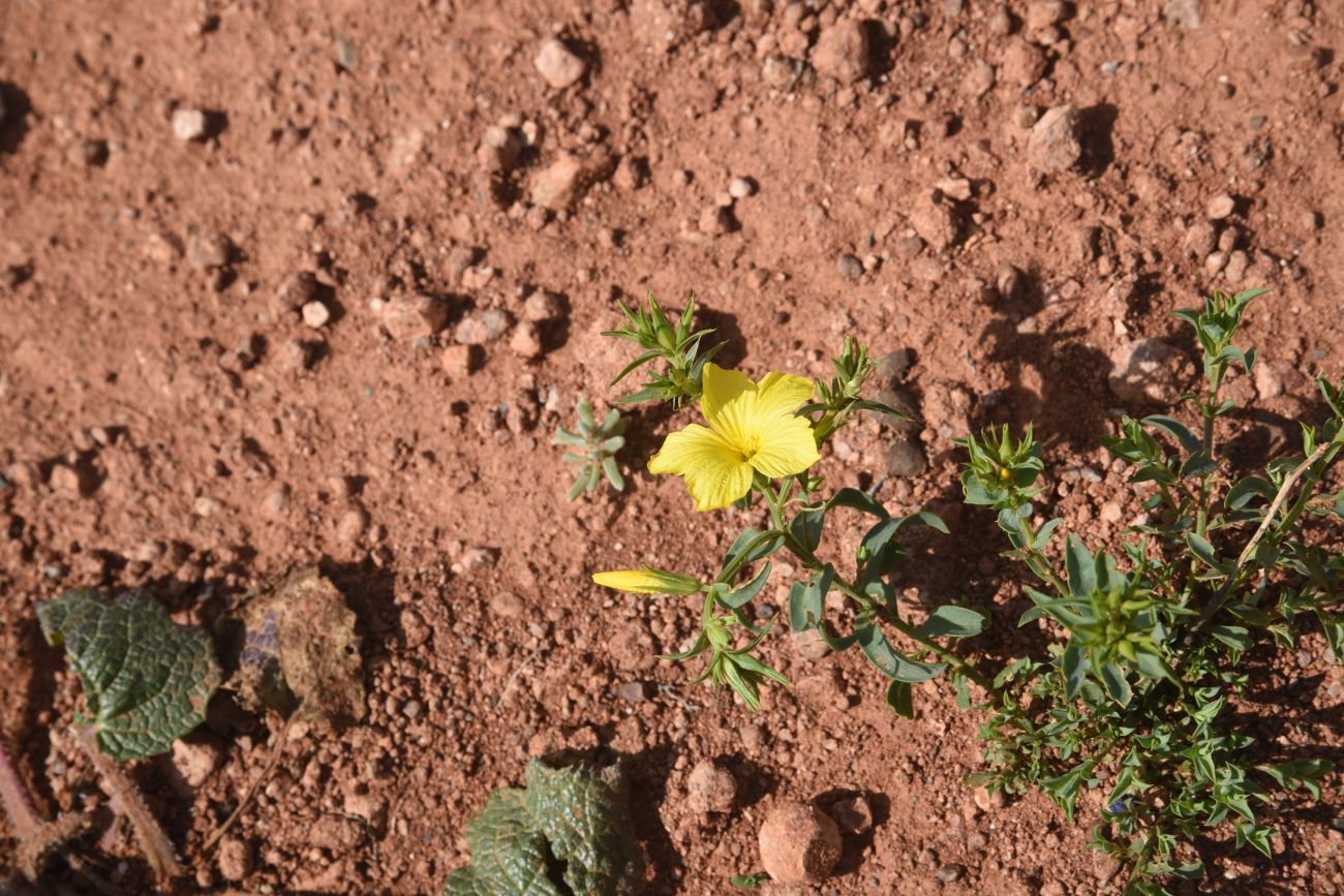Image of Linum mucronatum specimen.