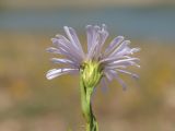 Symphyotrichum × salignum. Верхушка побега с соцветием. Крым, Симферополь, западный берег Симферопольского водохранилища. 26.07.2025.
