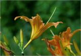 Hemerocallis × hybrida. Цветок и бутоны. Московская обл., Раменский р-н, окр. дер. Хрипань, садовый участок. 03.08.2025.