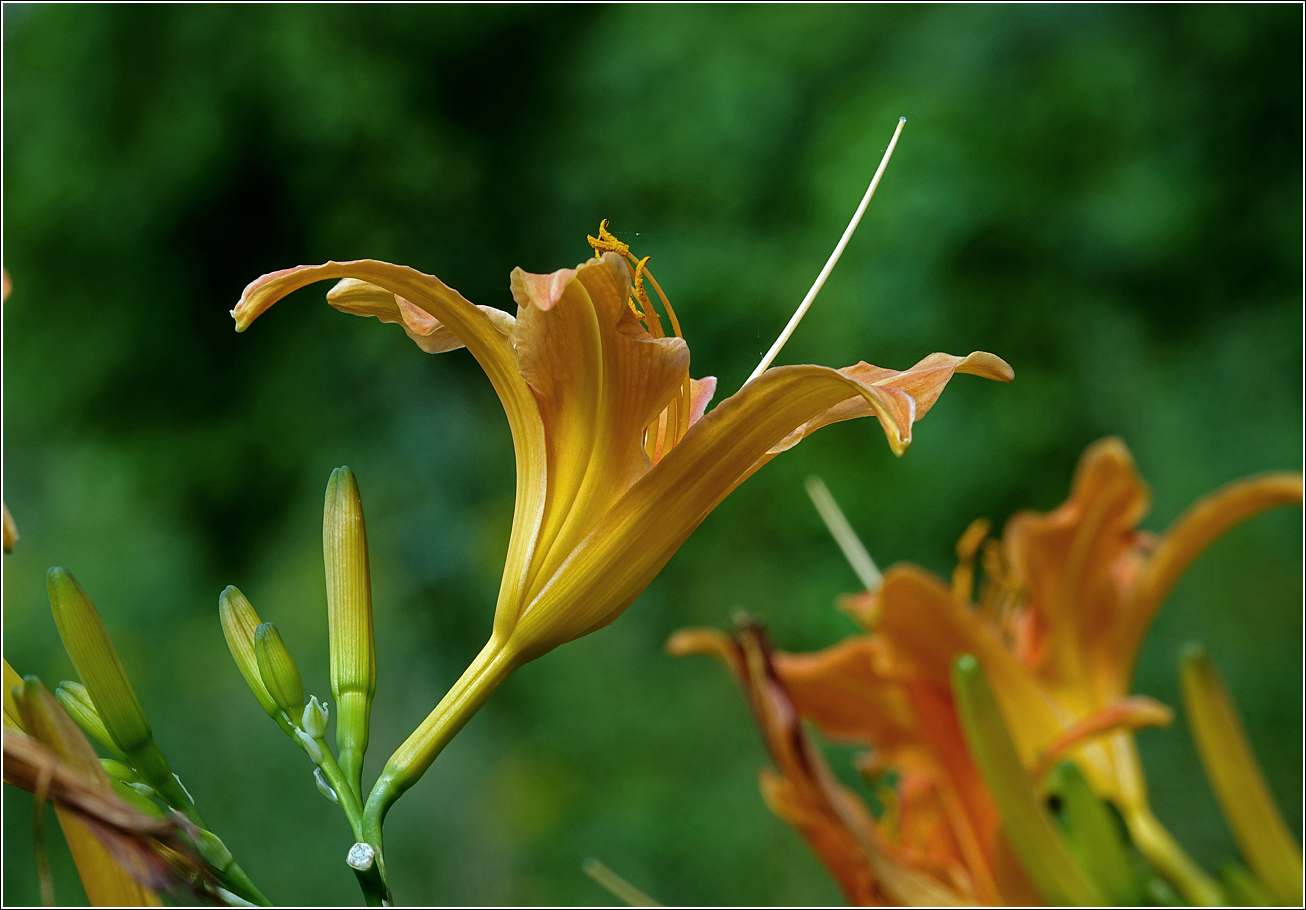 Image of Hemerocallis × hybrida specimen.