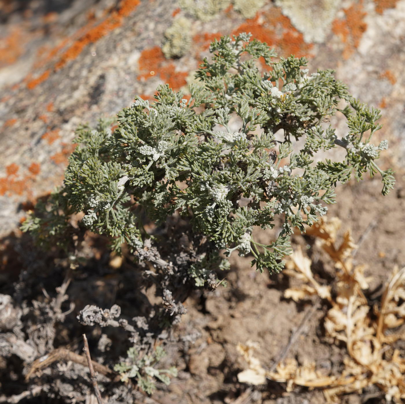 Изображение особи род Artemisia.