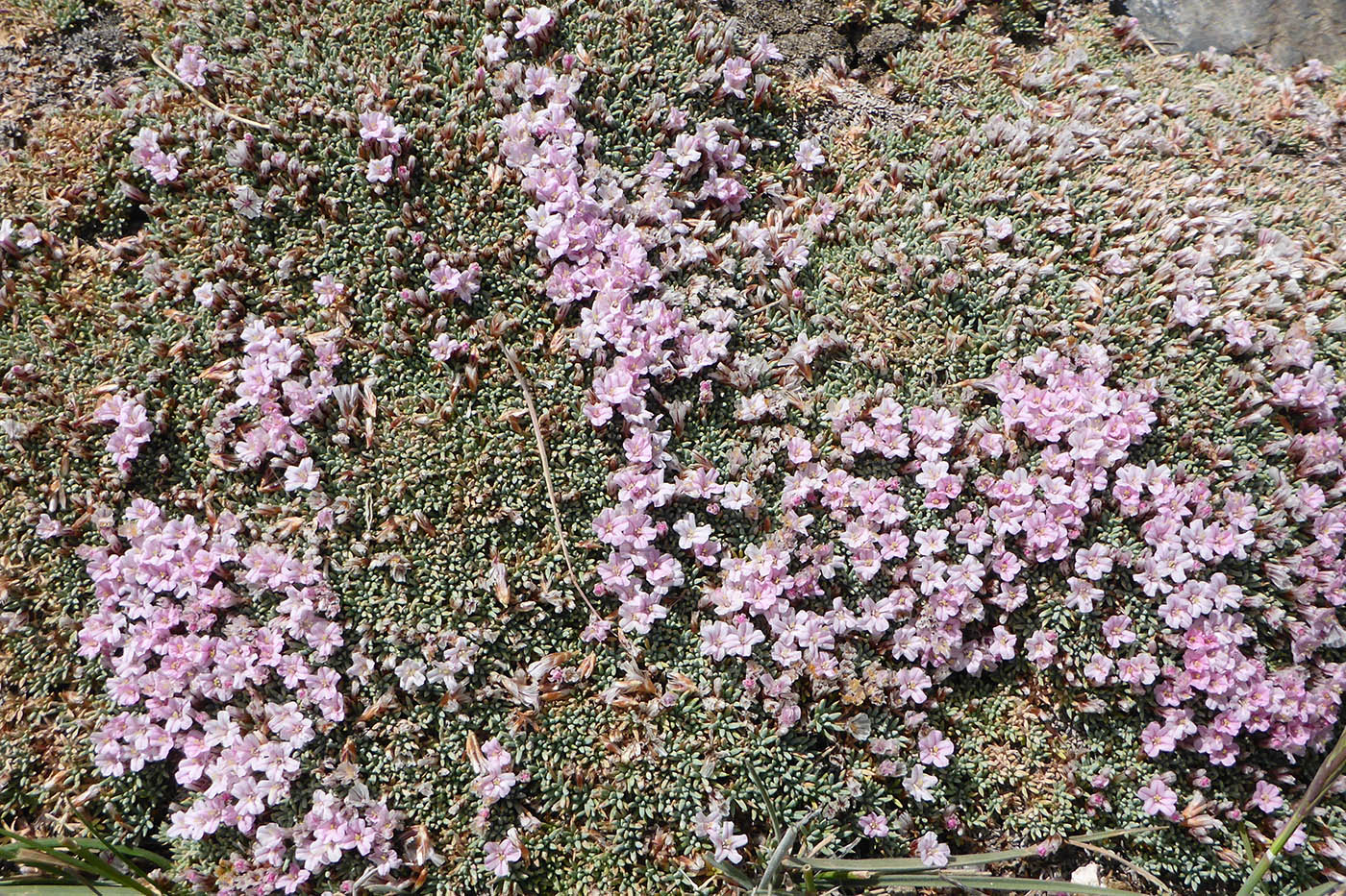 Изображение особи Acantholimon diapensioides.