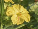 Image of taxon representative. Author is Светлана Коурова