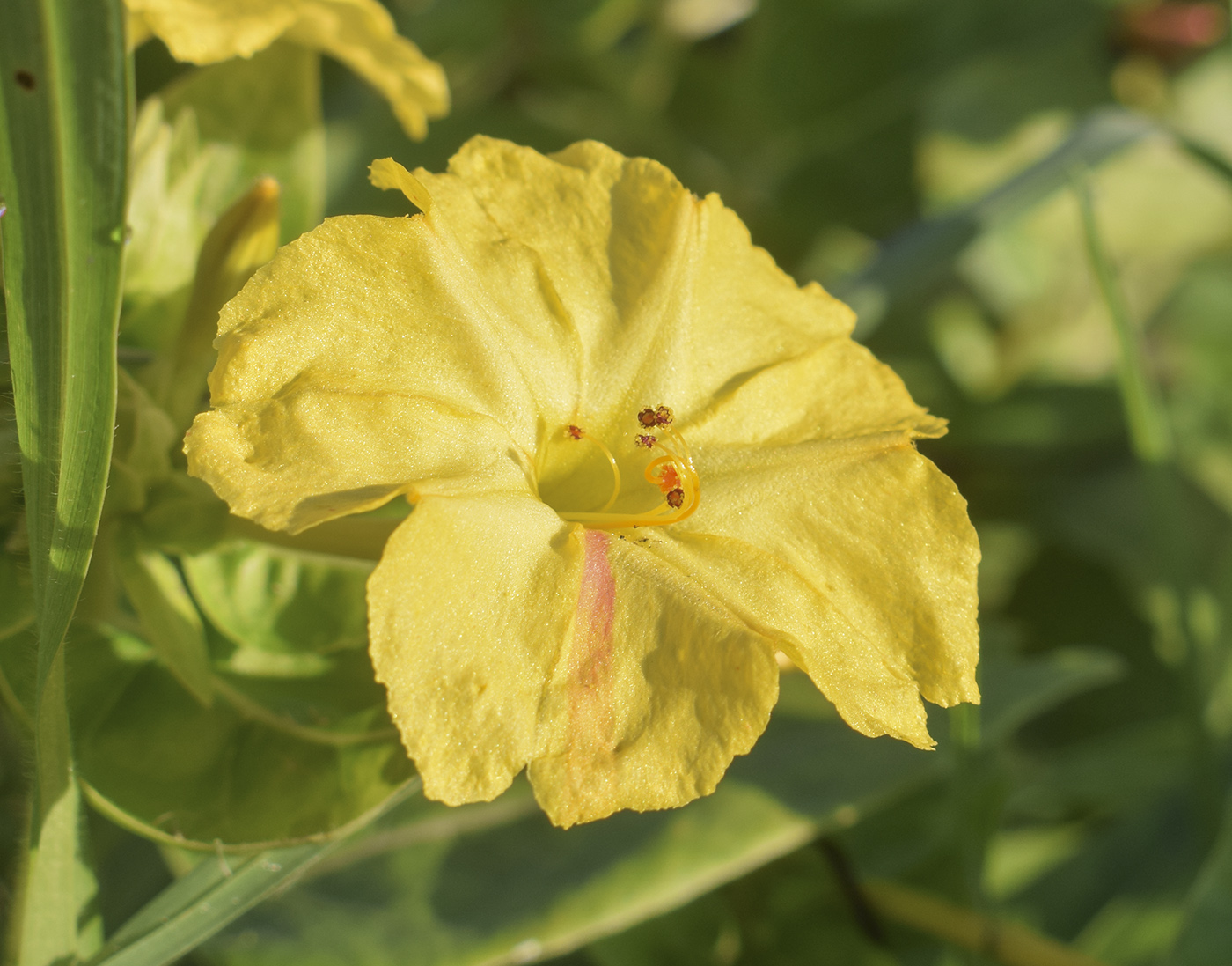 Image of Mirabilis jalapa specimen.