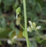 Image of taxon representative. Author is Роланд Цандекидис