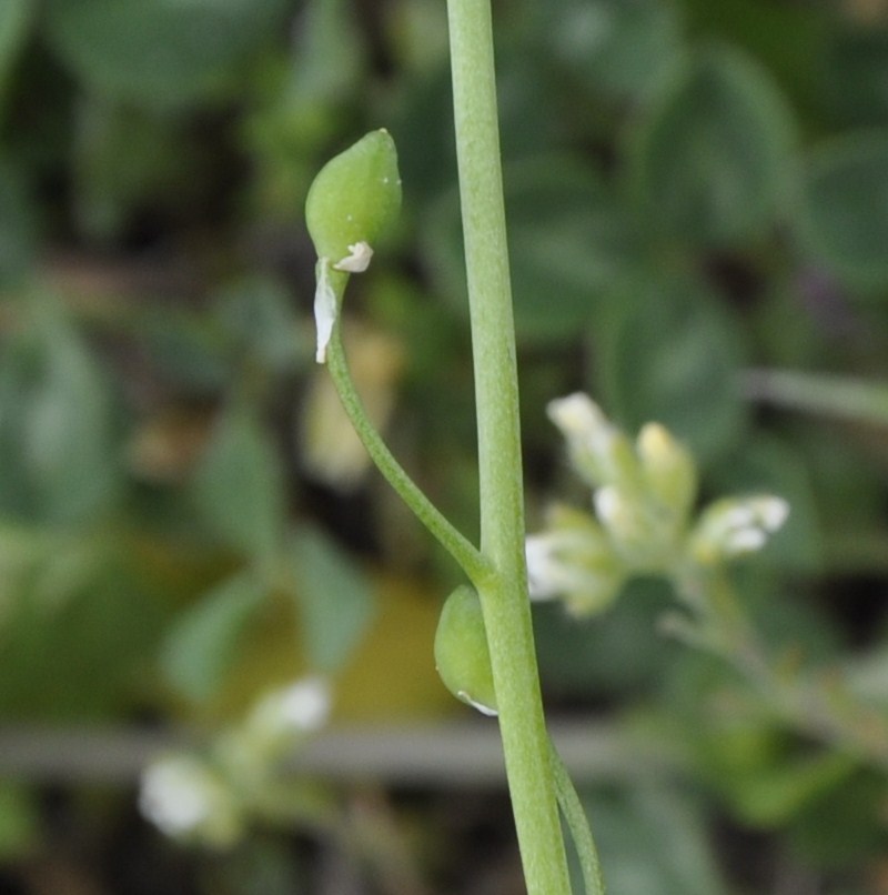 Image of Calepina irregularis specimen.