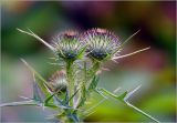 Cirsium vulgare
