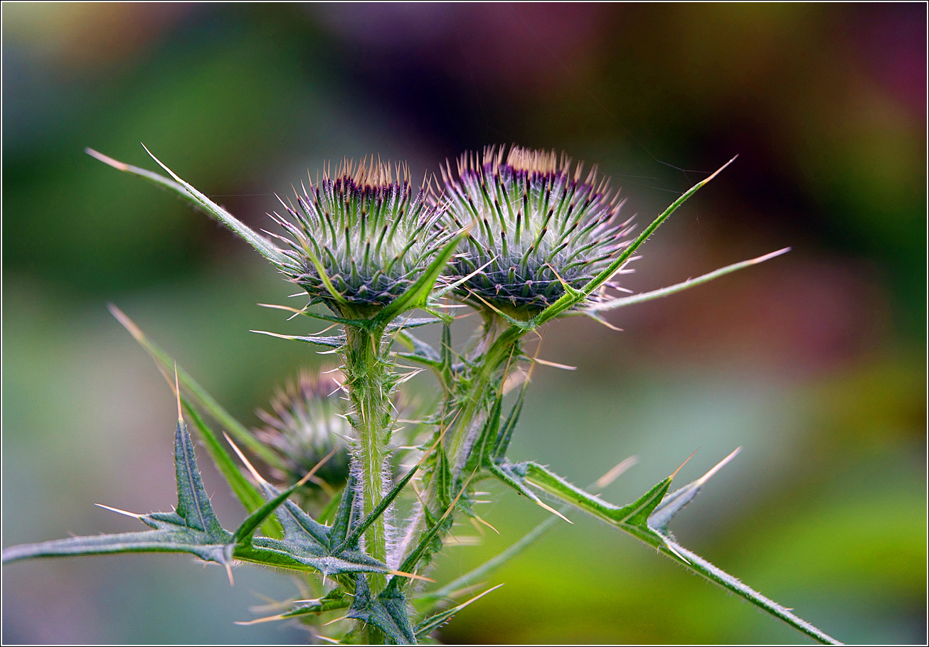 Изображение особи Cirsium vulgare.