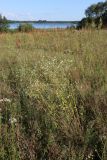 Erigeron annuus