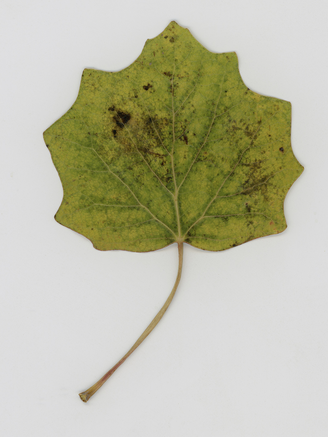 Image of Unknown species specimen.