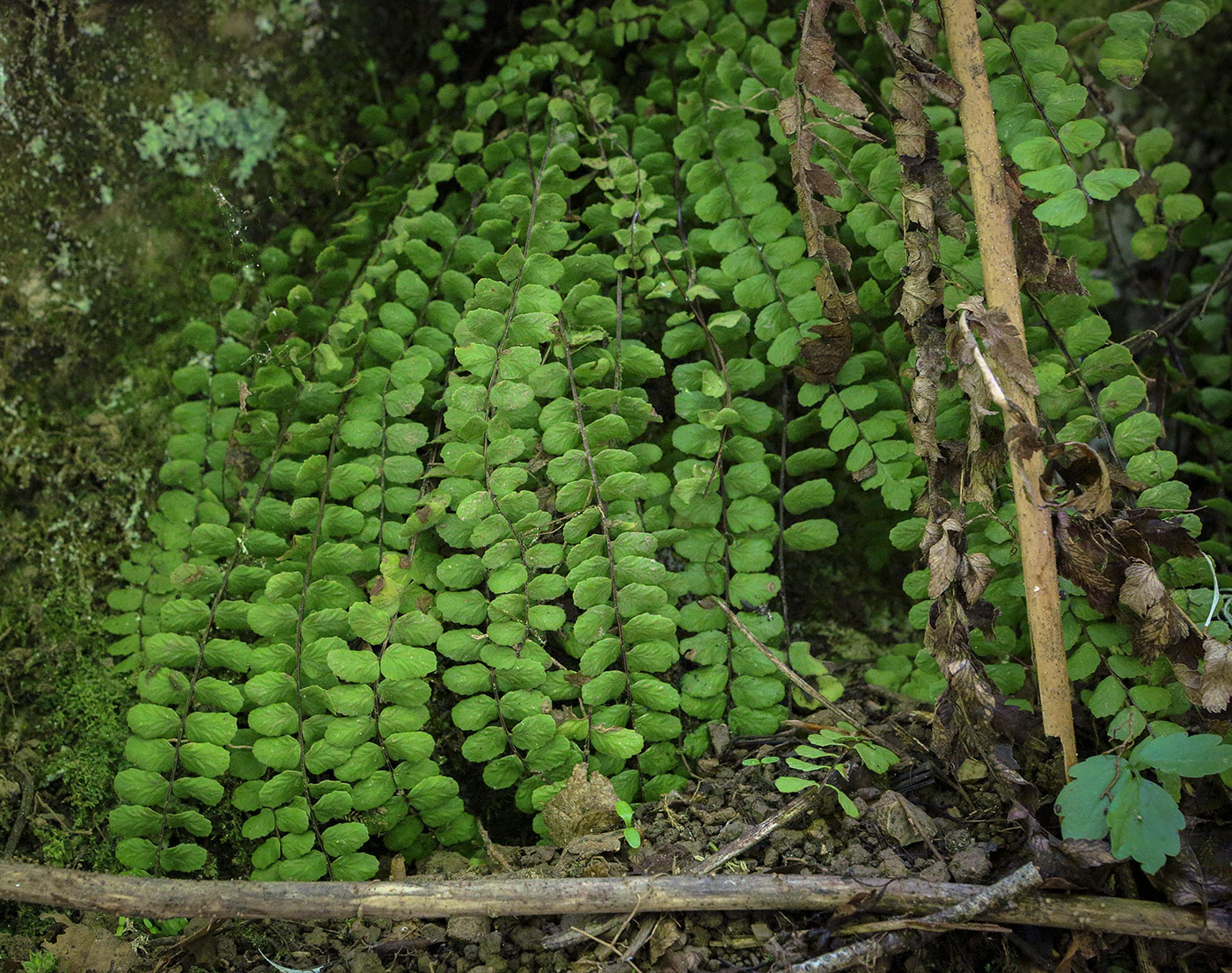 Изображение особи Asplenium trichomanes.