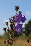 Campanula persicifolia. Верхушка соплодия с цветками повторной генерации. Беларусь, Витебская обл., окр. пос. Езерище, ранее выкашивавшийся злаково-разнотравный суходольный луг. 09.08.2025.