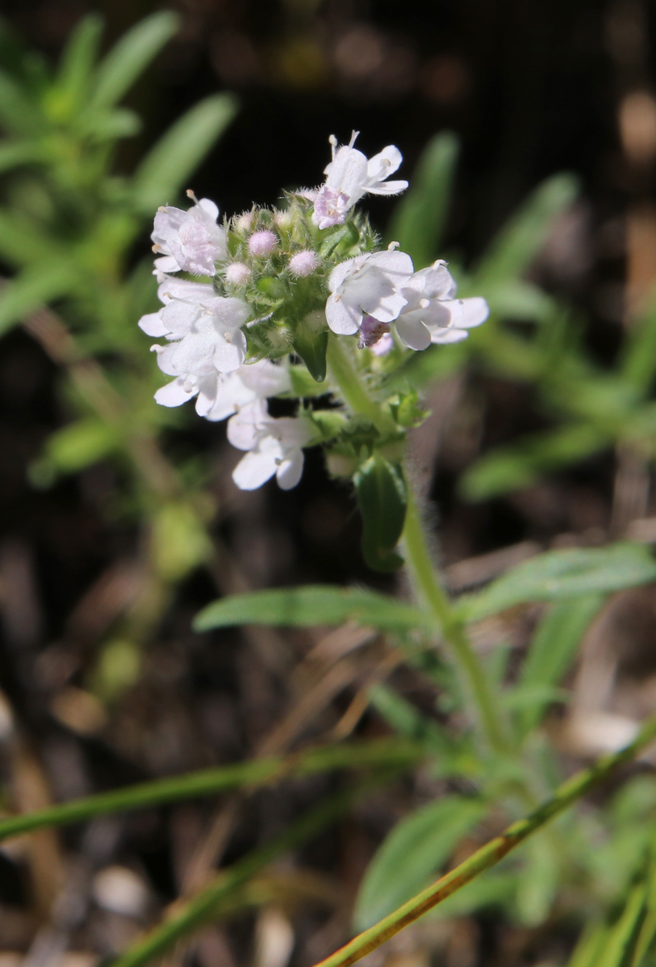 Image of Thymus pallasianus specimen.