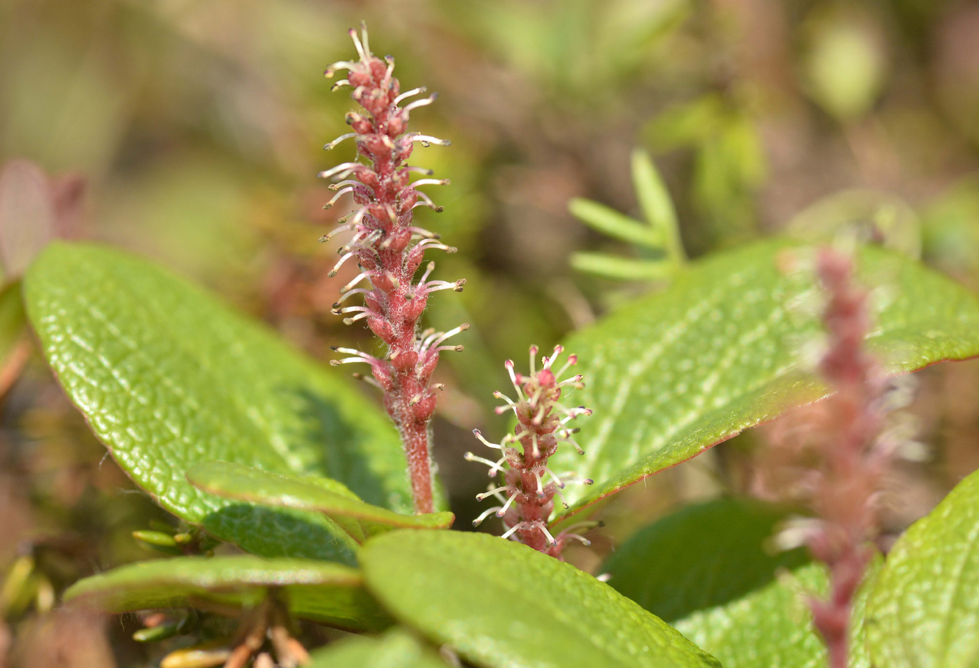 Изображение особи Salix reticulata.