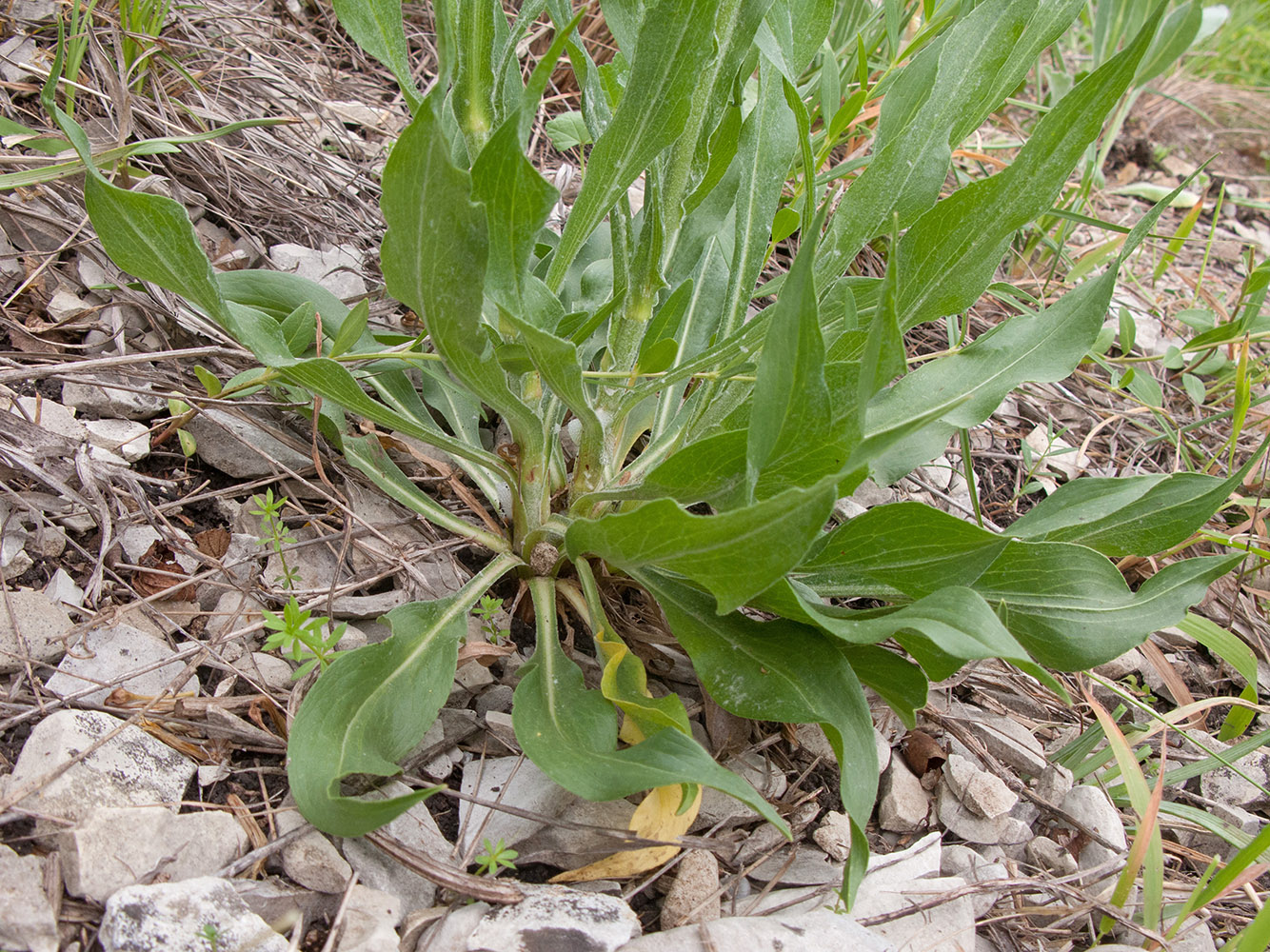 Изображение особи Scorzonera stricta.