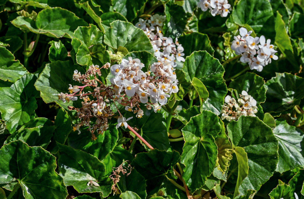 Изображение особи Begonia obliqua.