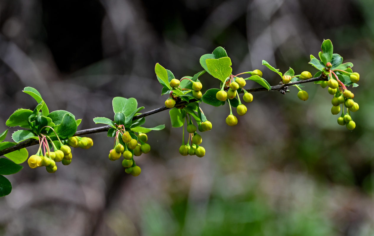 Изображение особи Berberis diaphana.