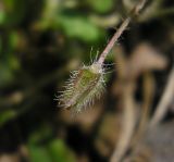 Veronica sublobata
