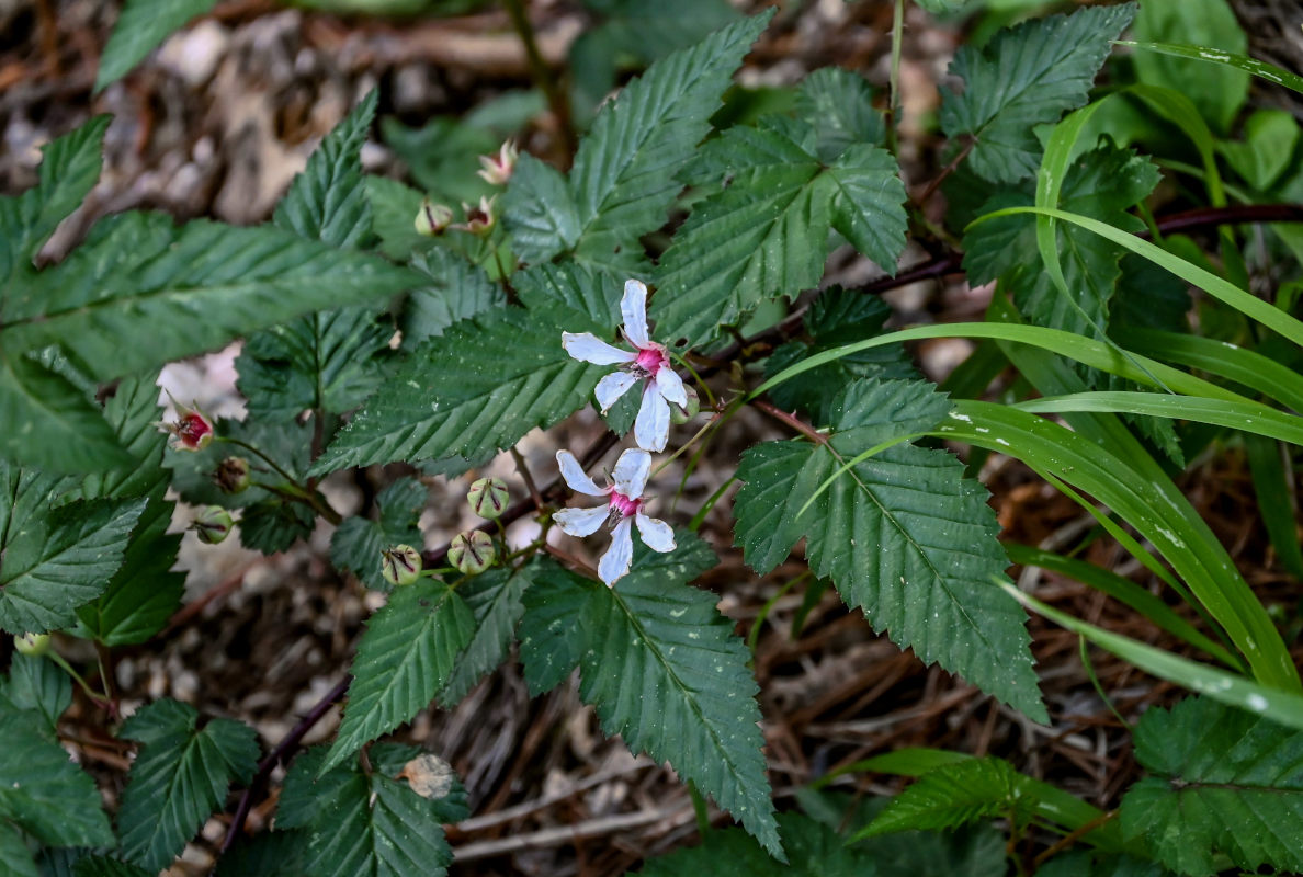 Изображение особи Rubus conduplicatus.