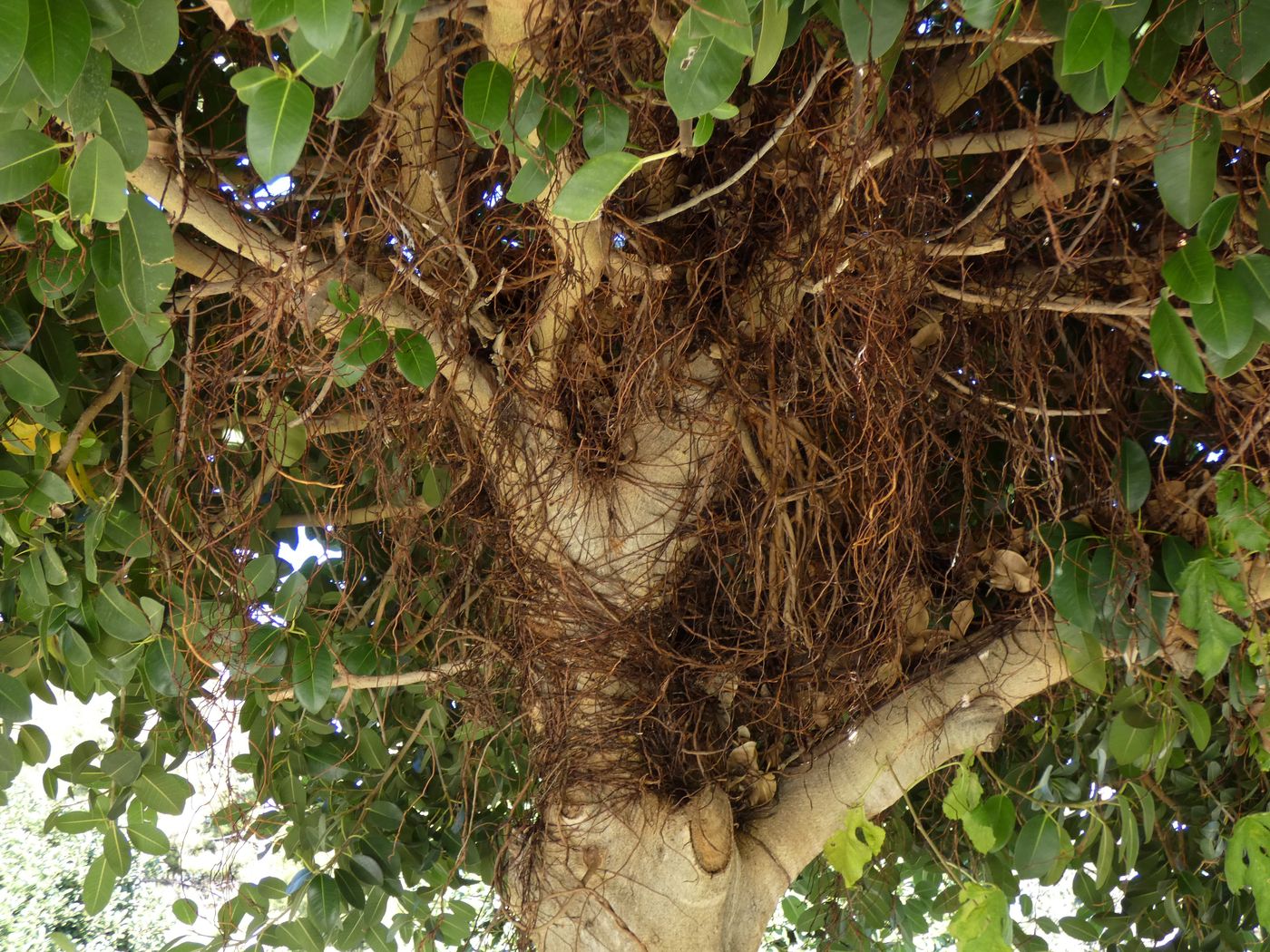 Изображение особи Ficus benghalensis.