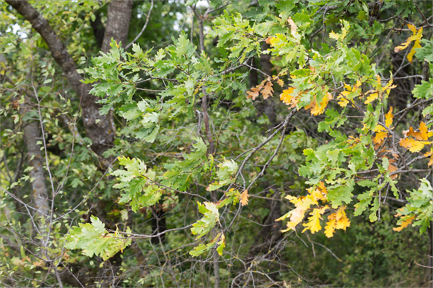 Изображение особи Quercus petraea.