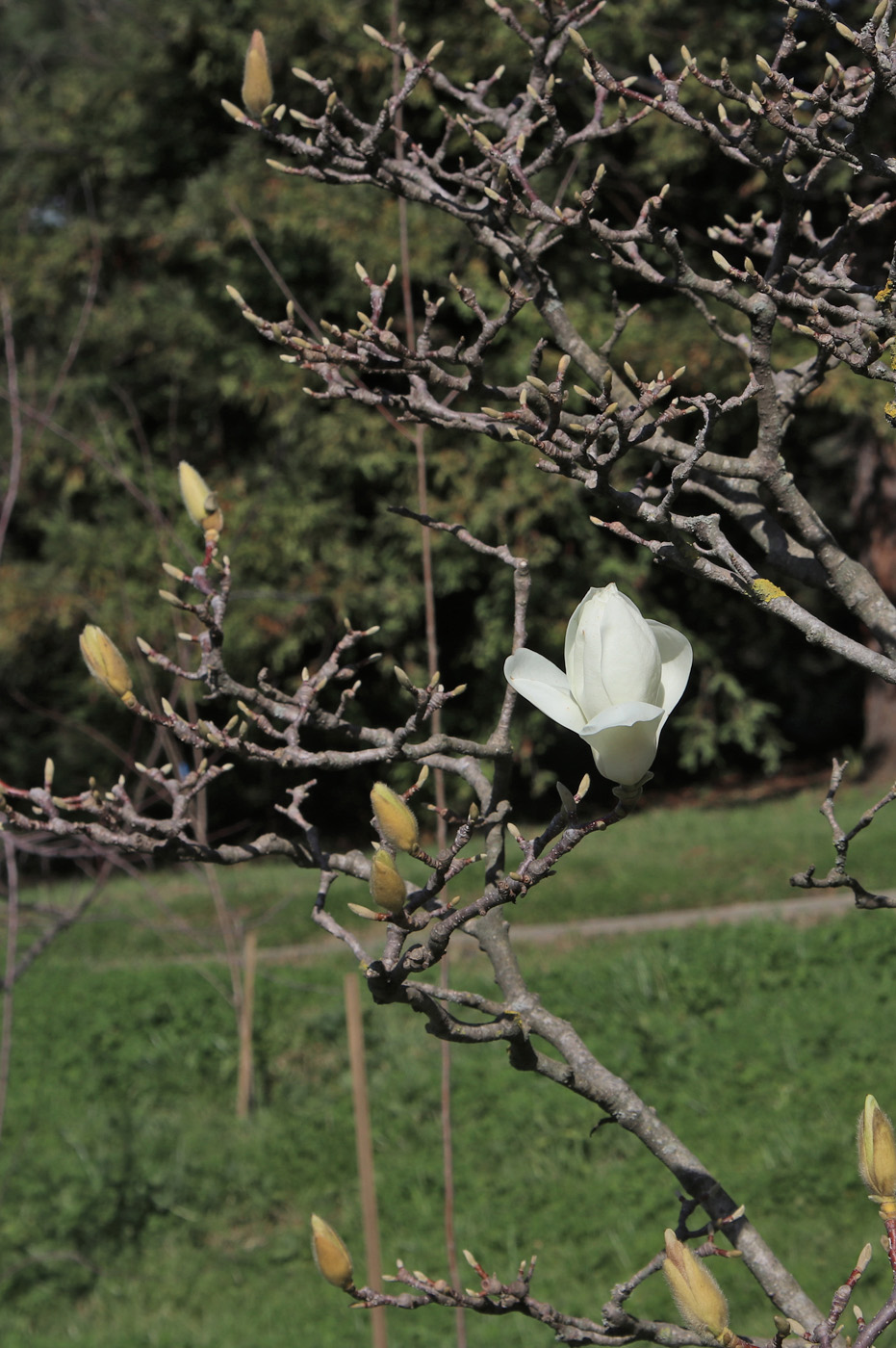 Изображение особи Magnolia denudata.