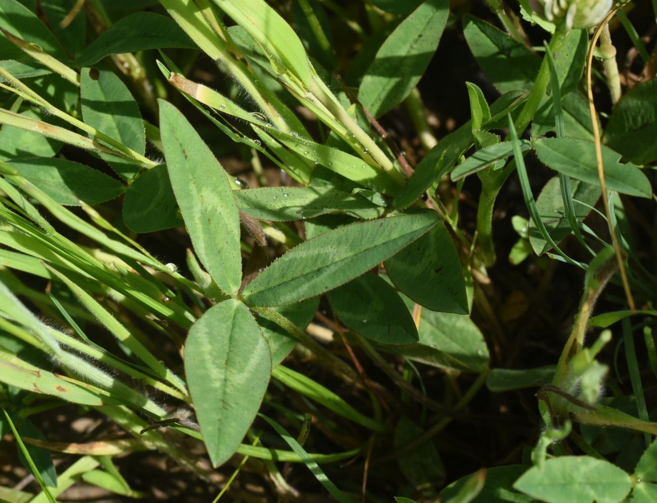 Изображение особи род Trifolium.