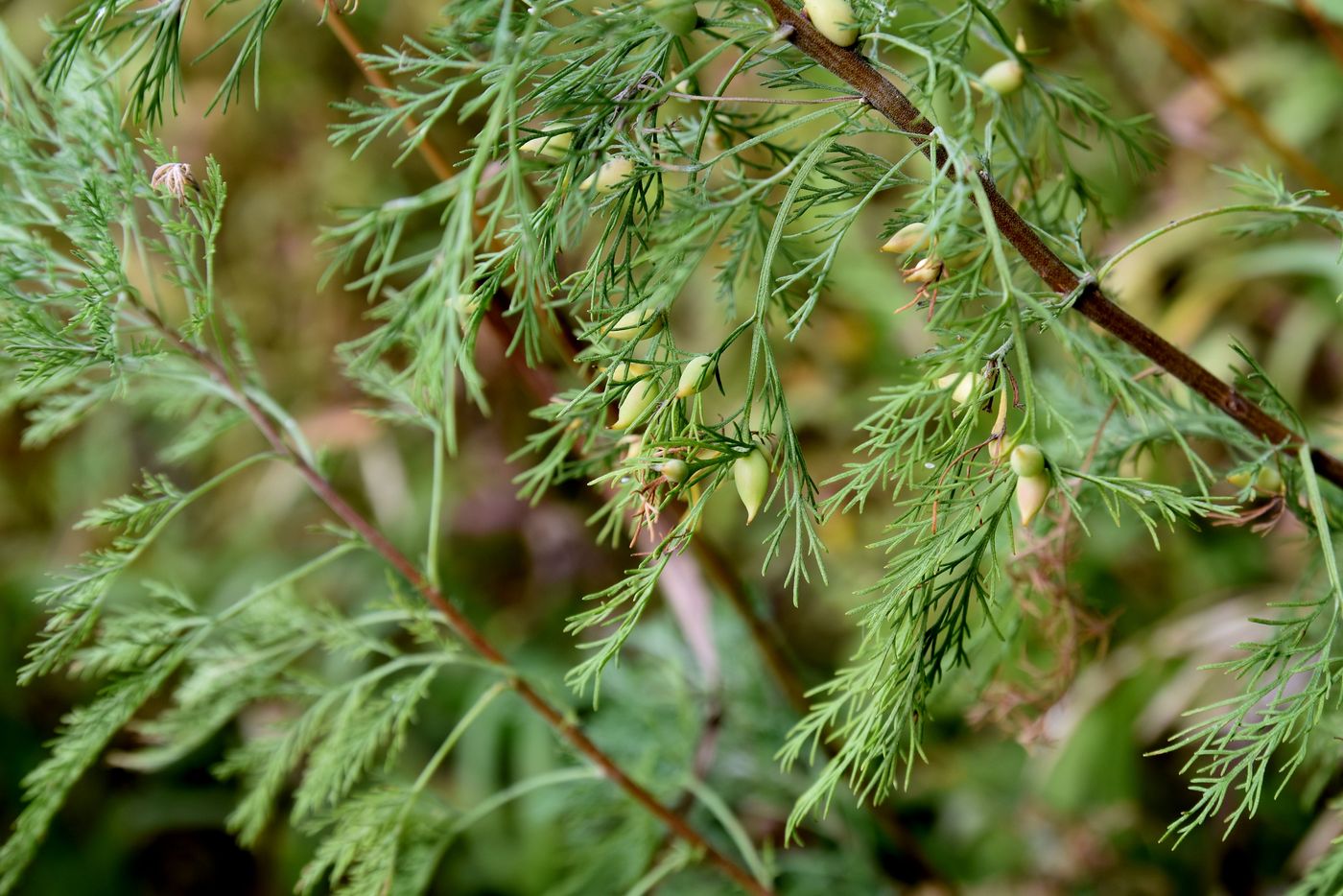 Изображение особи Artemisia abrotanum.