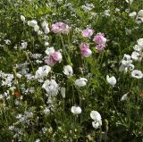 Смотреть изображение Ranunculus asiaticus