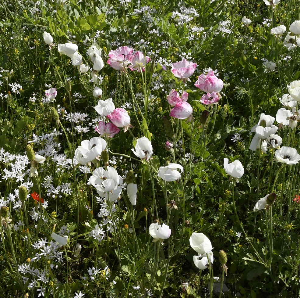 Изображение особи Ranunculus asiaticus.