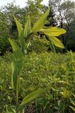 Polygonatum odoratum. Цветущее растение. Южное Приморье, Чёрные горы, заповедник \"Кедровая падь\". 23.05.2007.