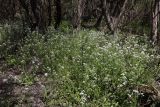Cardamine tenera. Цветущие растения. Крым, Севастополь, Байдарская дол., окр. с. Передовое, берег ручья Кобалар-Су, в ивняке. 08.05.2026.