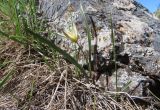 Tulipa dasystemonoides. Цветущее растение. Казахстан, Жамбылская обл., запов. Аксу-Жабаглы, озеро Коксай, ок. 2400 м н.у.м. 12 мая 2026 г.