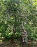 Buddleja alternifolia. Цветущее растение; справа - пень. Волгоград, ул. Городовикова. 08.05.2026.