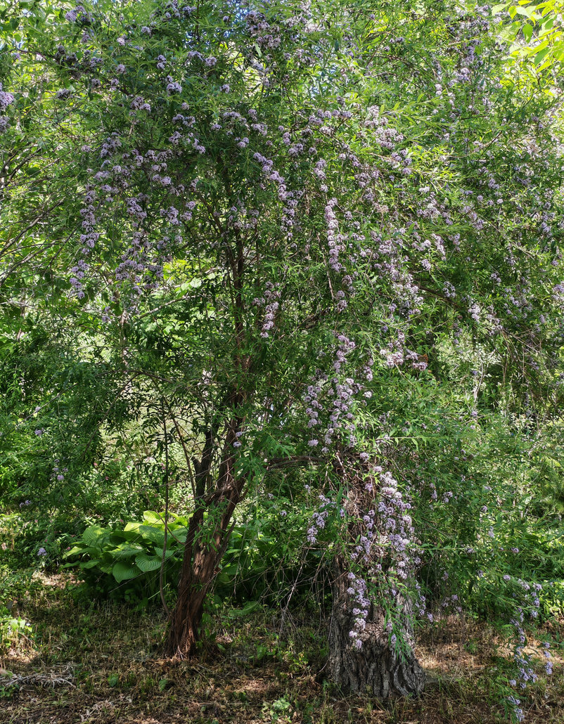 Изображение особи Buddleja alternifolia.