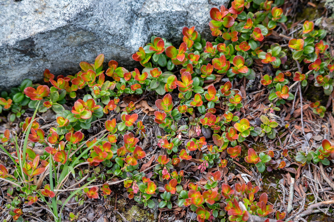 Изображение особи Vaccinium vitis-idaea.