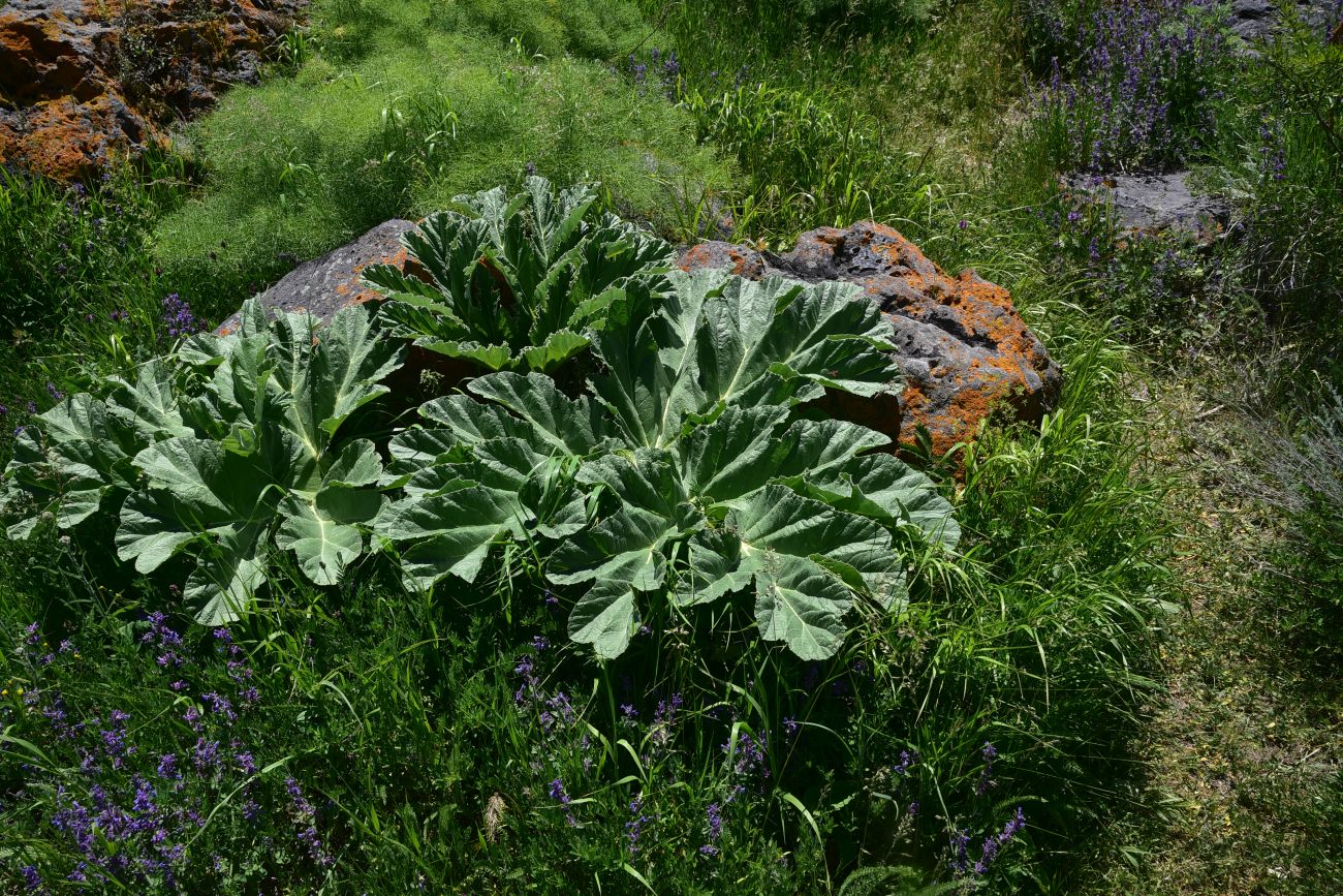 Image of genus Heracleum specimen.