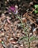 Cynara algarbiensis