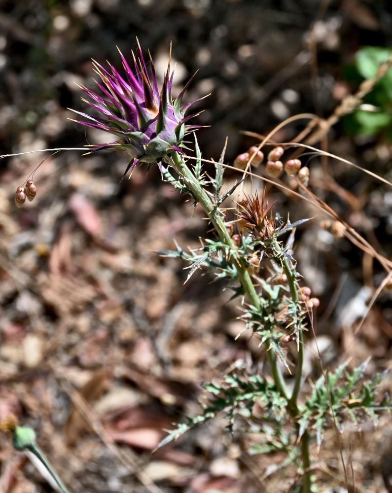 Image of genus Cynara specimen.