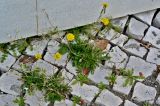 Crepis bursifolia