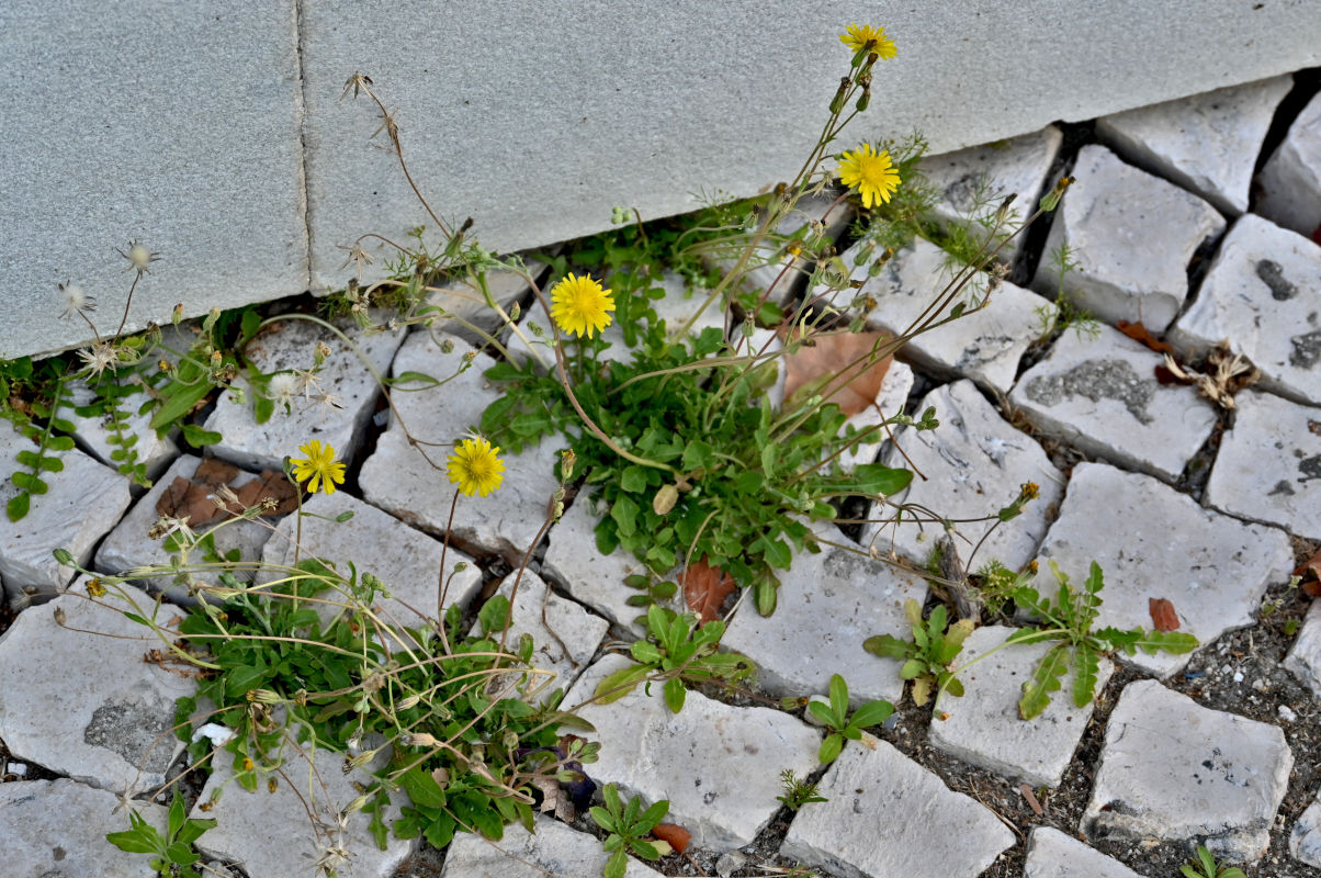 Image of Crepis bursifolia specimen.