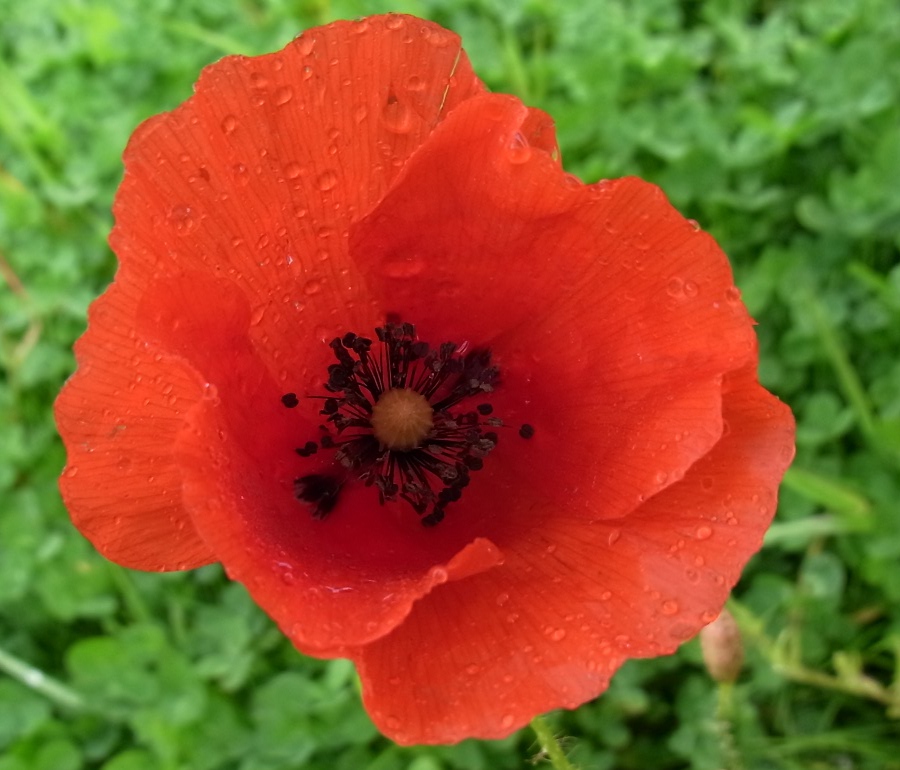 Изображение особи Papaver rhoeas.