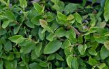 Ficus pumila. Верхушки побегов. Португалия, округ Коимбра, г. Кондейша-а-Нова, в культуре. 14.06.2026.