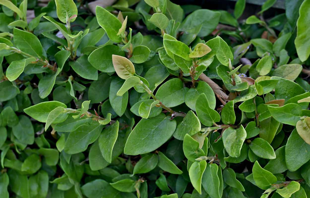Изображение особи Ficus pumila.