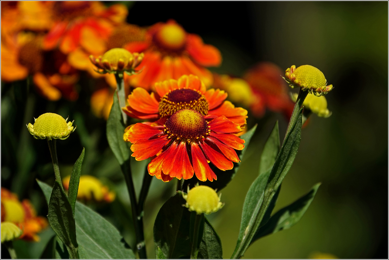 Изображение особи Helenium autumnale.